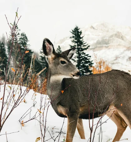 Waterton Lakes National Park VIEW